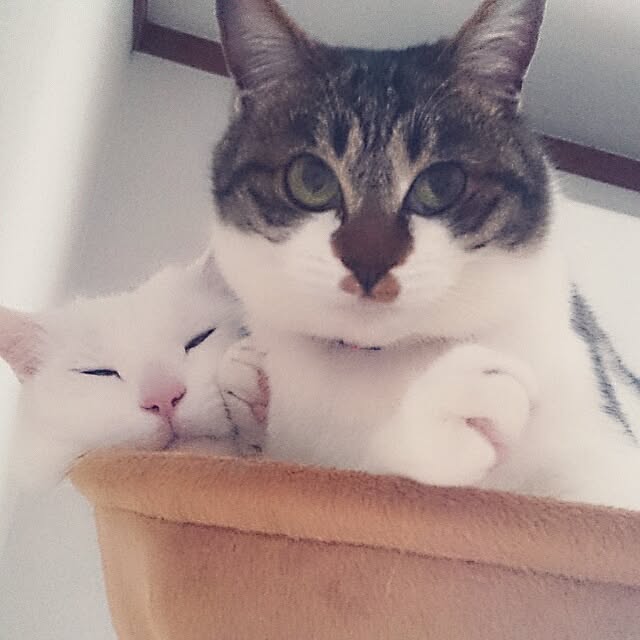 yipuuさんの実例写真