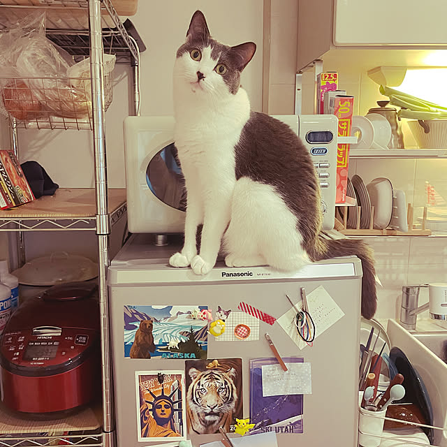 実例写真