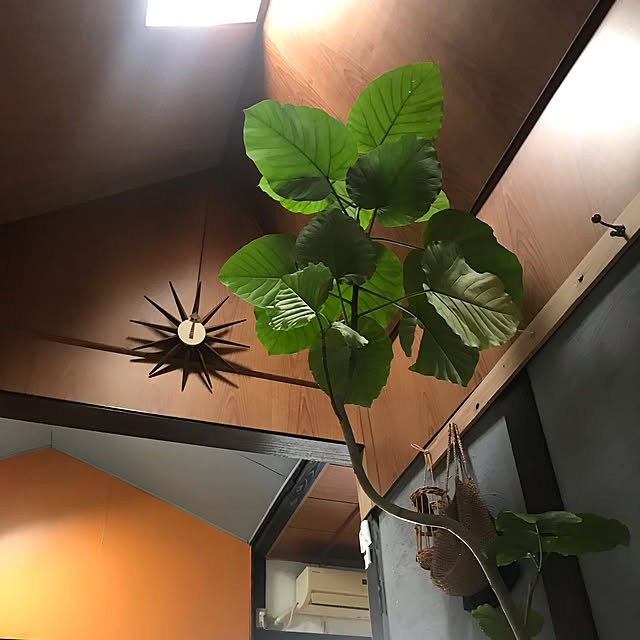 joshua.treeさんの実例写真