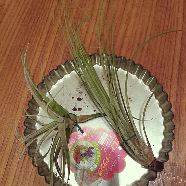 Ayakoさんの実例写真