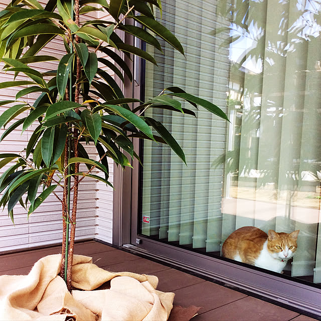 houenさんの実例写真