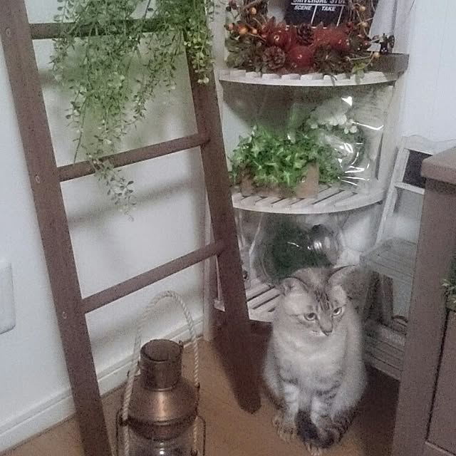 hoshiさんの実例写真