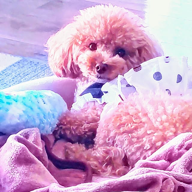 erisavesu4さんの実例写真