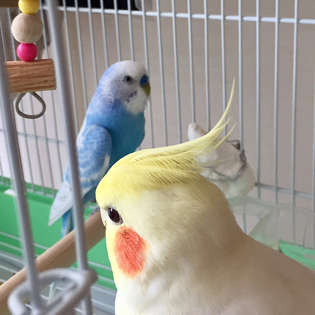 toratanさんの実例写真
