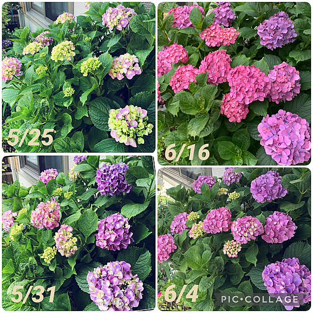 yukarin-gardenさんの実例写真