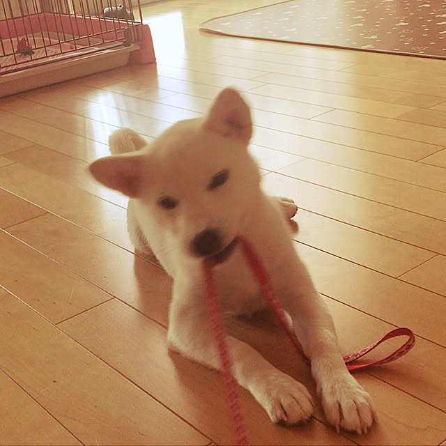 kohakotoさんの実例写真