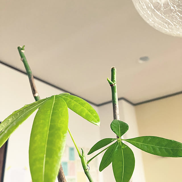 hikaruuさんの部屋