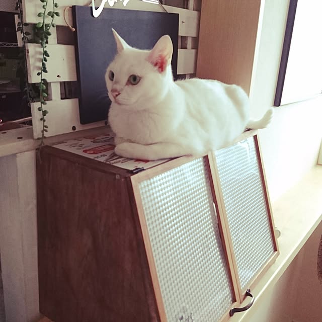 cafe-kumo-さんの実例写真