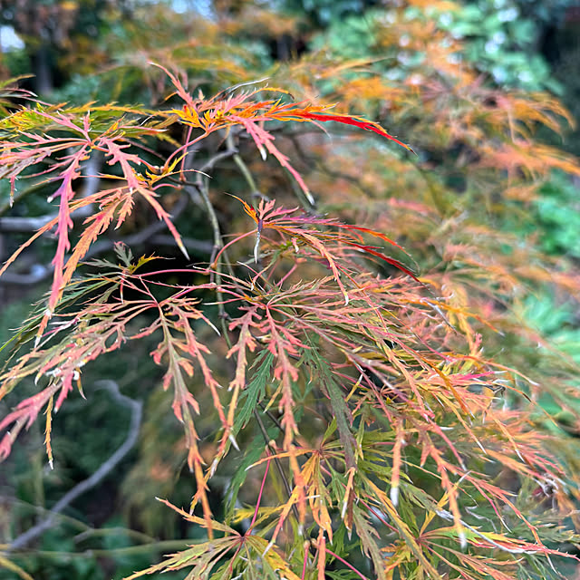 mamizaさんの部屋