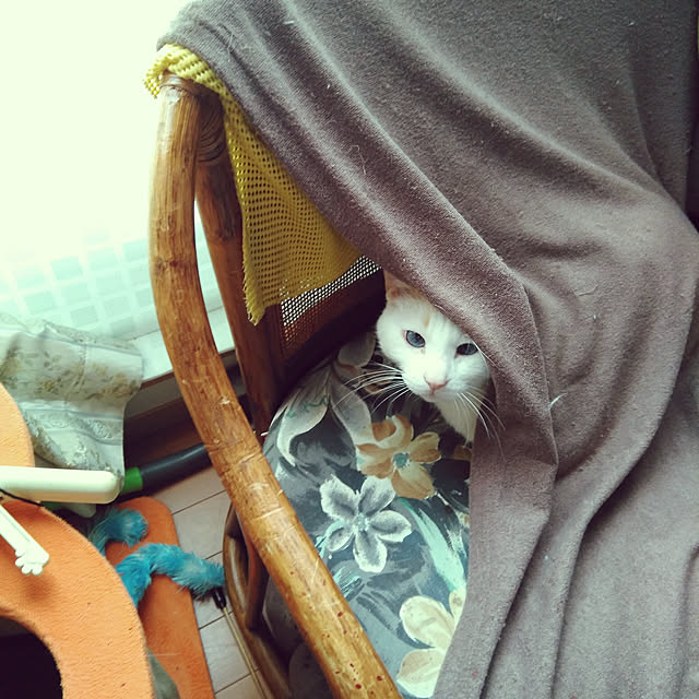 posauruさんの実例写真