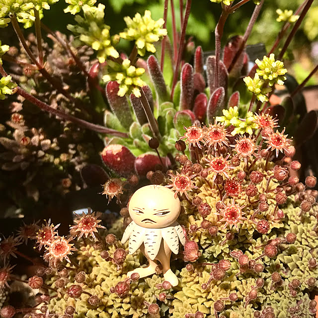 butachanさんの実例写真