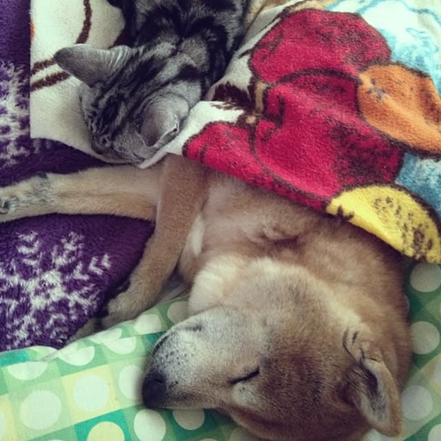 WIENERBOYSさんの実例写真
