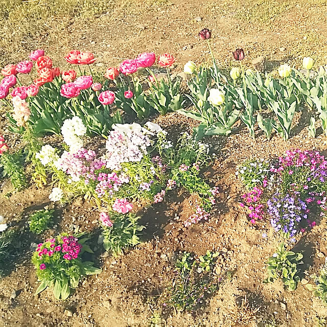sunflowerさんの実例写真