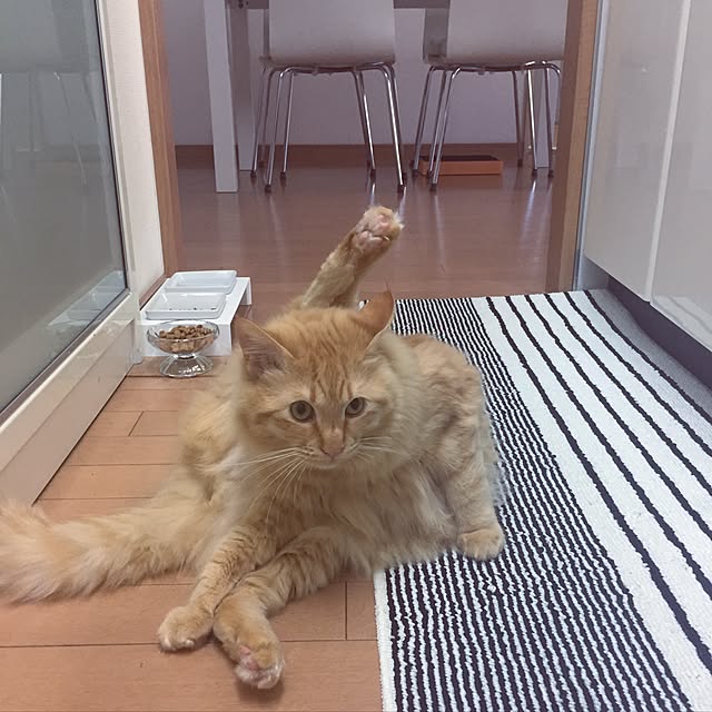 Ryokoさんの実例写真