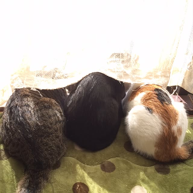 chachaさんの実例写真