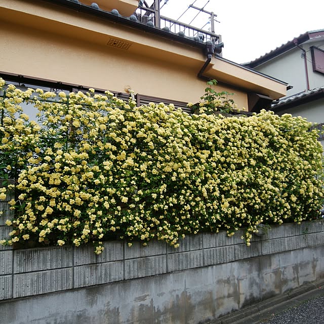 実例写真