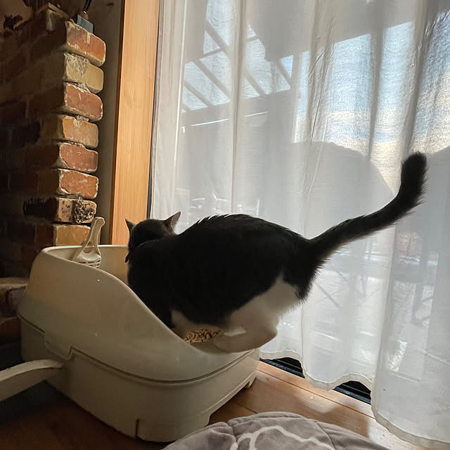 nekosamaさんの実例写真