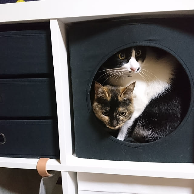 haruさんの実例写真