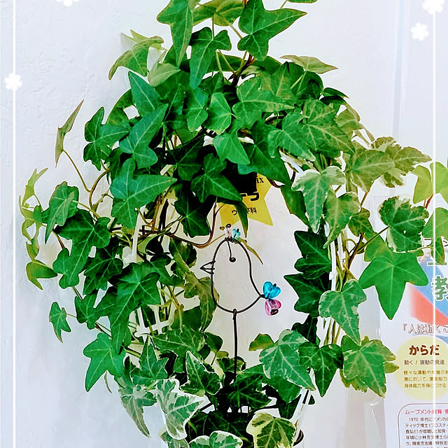 naoさんの実例写真