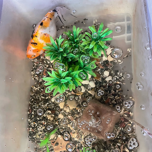 観葉植物/ナチュラル/雑貨/部屋全体のインテリア実例 - 2021-11-07 10:43:58