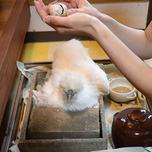 pepeさんの実例写真
