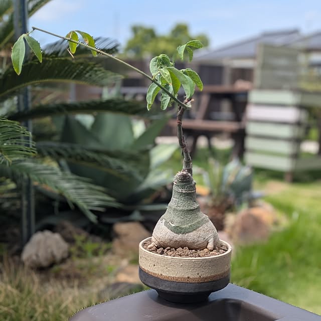 ot-gardenさんの部屋