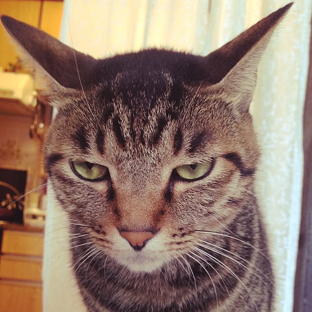 shigimiさんの実例写真