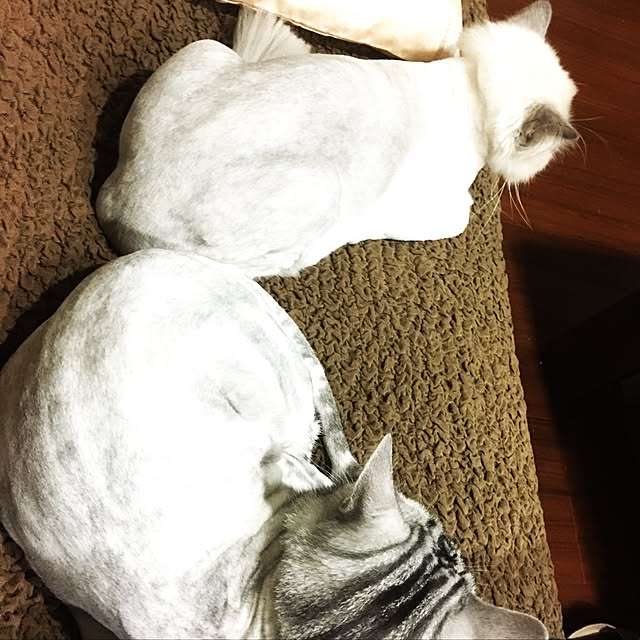littlelittlechengさんの実例写真