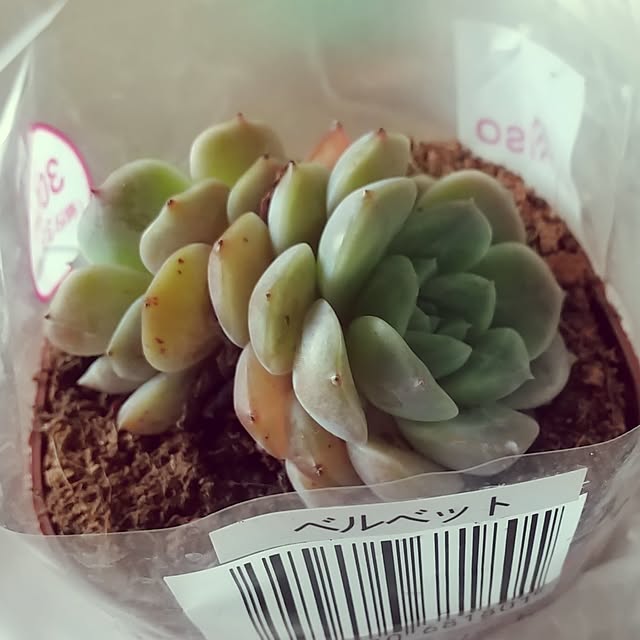 meiさんの部屋