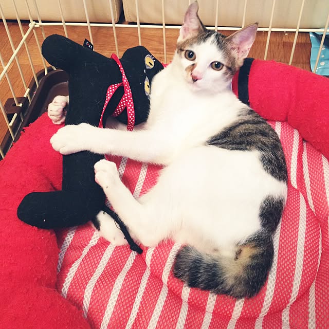 perro_gatoさんの実例写真