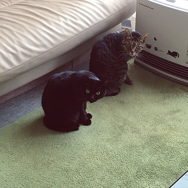 shigimiさんの実例写真