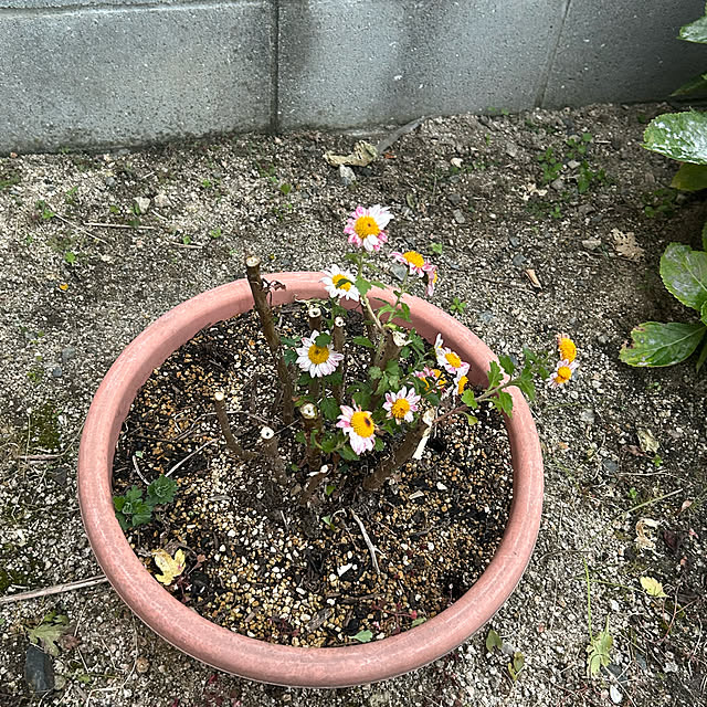 ritsukoさんの部屋