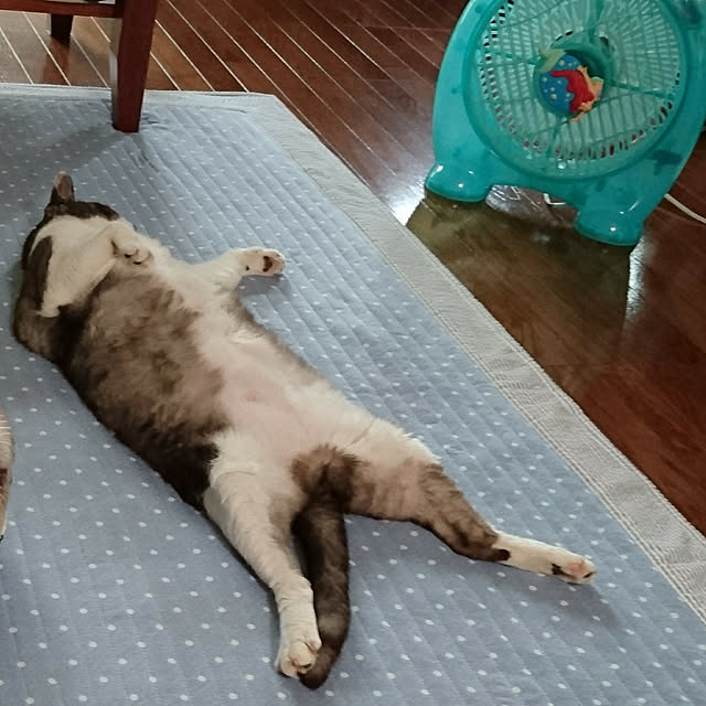 yoshieさんの実例写真