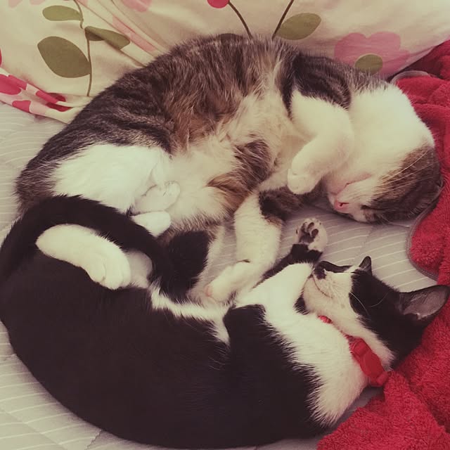 miruさんの実例写真