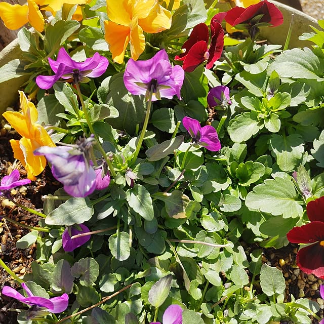 salacocoさんの部屋