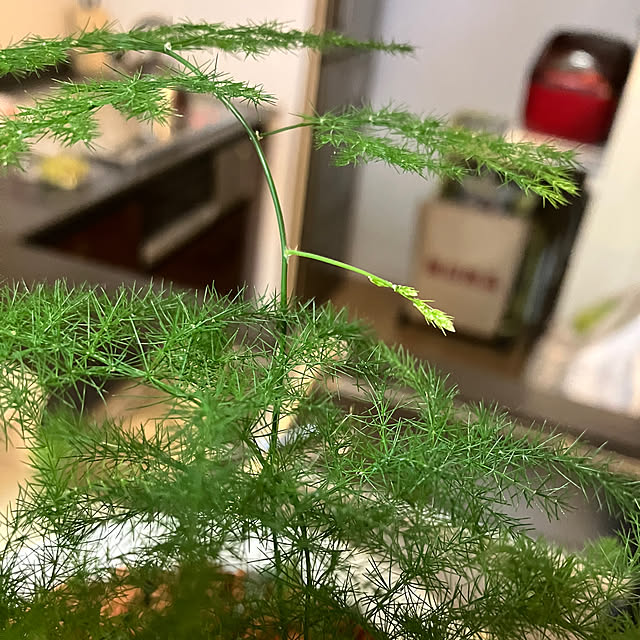koshiregutyoさんの実例写真