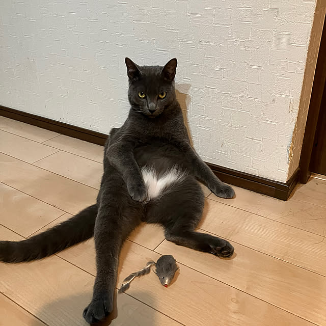 nekoさんの部屋