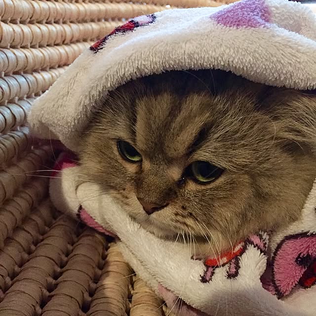 butachanさんの実例写真