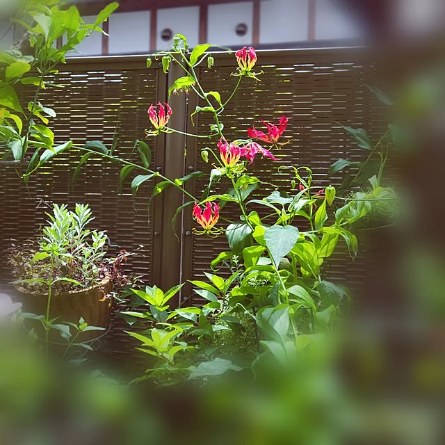 shinkoukei-hahaさんの部屋
