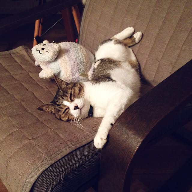 Chiiさんの実例写真