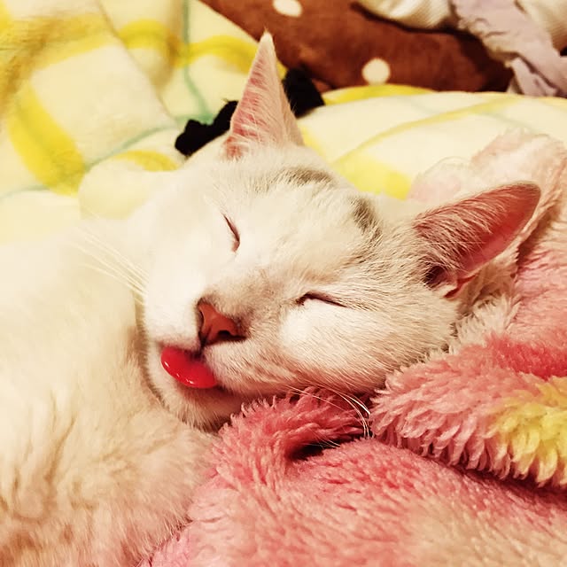 Akaneさんの実例写真