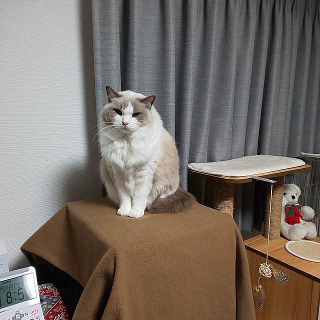 soraさんの実例写真
