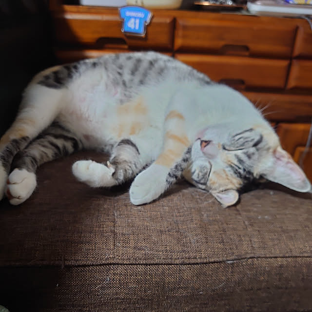 shinobuさんの実例写真