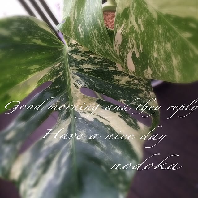nodokaさんの実例写真