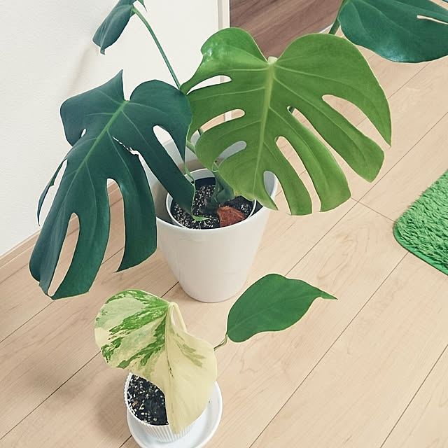 ranai6さんの実例写真