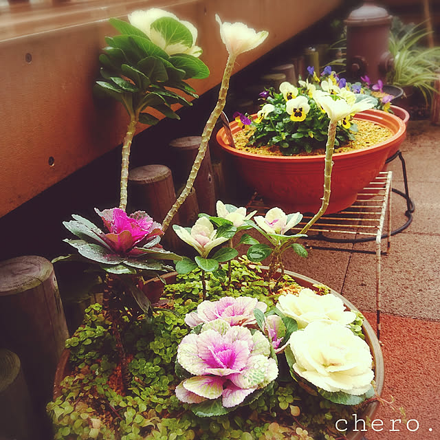 chero.さんの実例写真