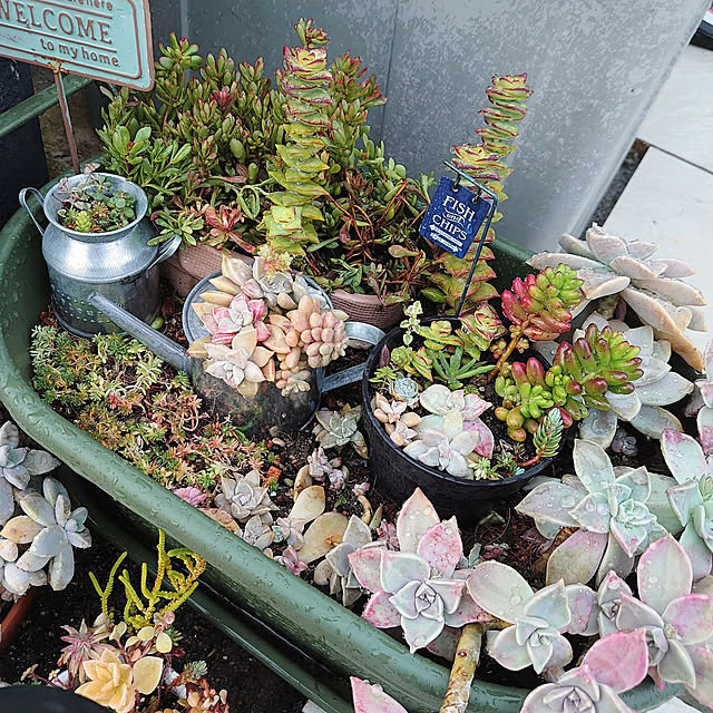 玄関/入り口/多肉植物/多肉寄せ植え/多肉ちゃん/多肉植物寄せ植え...などのインテリア実例 - 2021-12-12 16:18:06