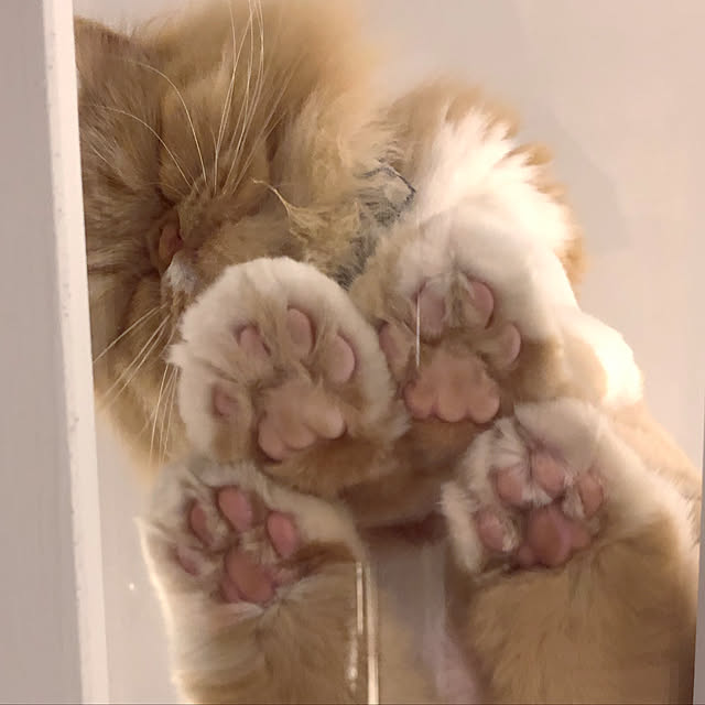 Naokoさんの実例写真