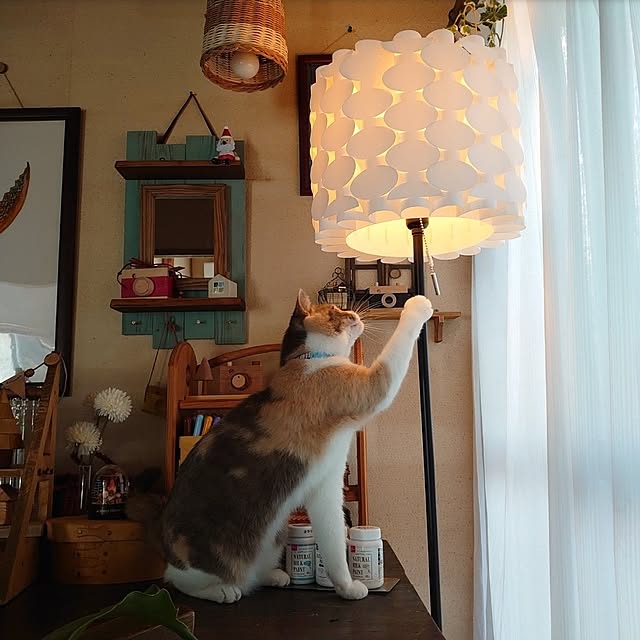 fukuさんの実例写真