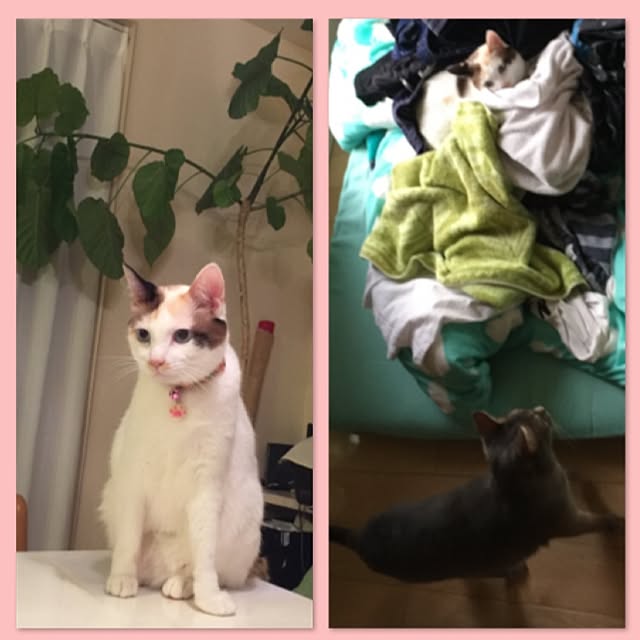 mi_koさんの実例写真
